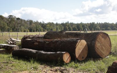 Regionales Holz